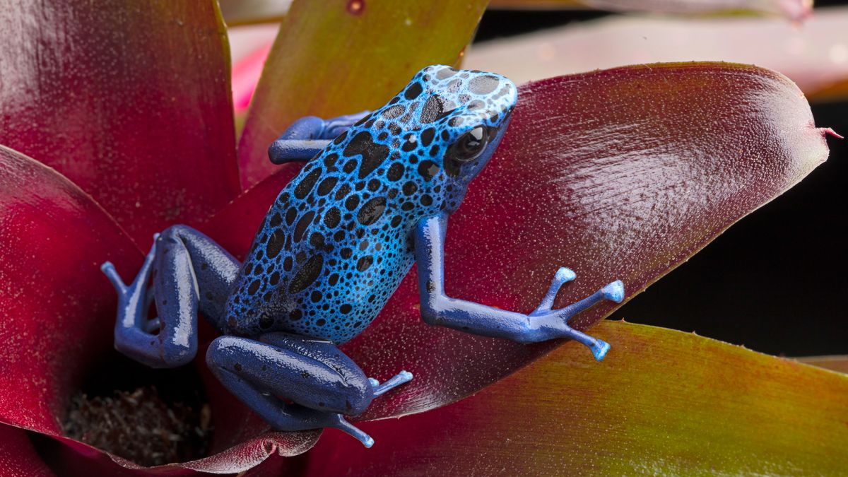 Pražská zoo představí desítky jedovatých žab